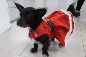Loja de animais no Shopping Popular aposta nos acessrios de Natal para os bichinhos de estimao