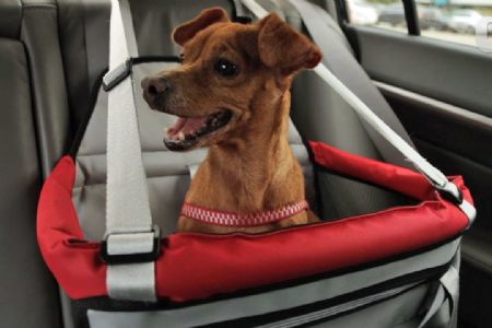 Dia Nacional dos Animais: acessrios para transporte de animais de estimao garantem segurana e respeito  legislao