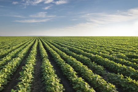 Valor Bruto da Produo Agropecuria em 2018 deve ser de R$ 578,2 bilhes