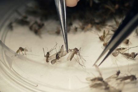 Casos de febre chikungunya aumentam 185% em MT, diz balano da Sade