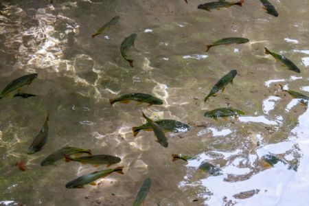 Piracema termina nesta quinta-feira nos rios que percorrem Mato Grosso