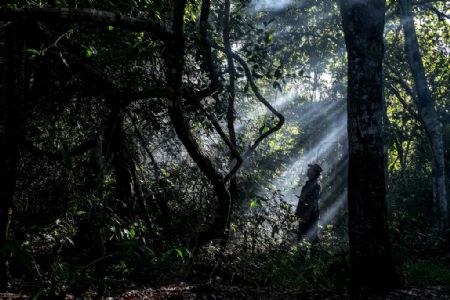 Desmatamento em Mato Grosso cai 22% em setembro