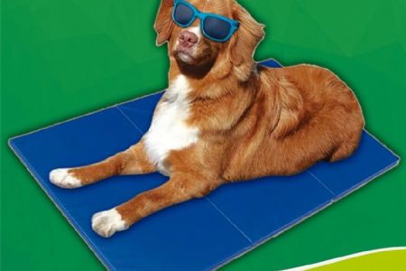 Medidas de prote��o devem ser adotadas para os bichinhos de estima��o no calor