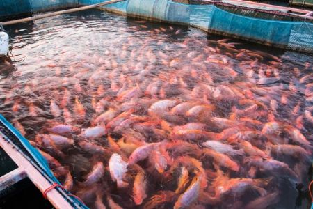 Novas regras desburocratizam e fortalecem a aquicultura em Mato Grosso