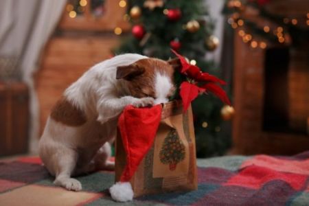 Evento solid�rio vai distribuir brindes em troca de ra��o neste s�bado