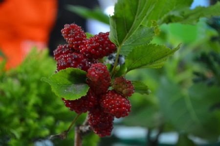 Festival das Flores re�ne mais de 250 esp�cies em pra�a de Cuiab�