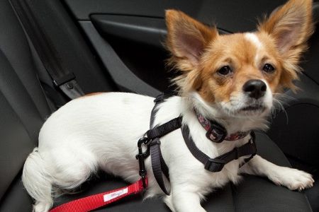 Cinto de seguran�a para cachorros, trazem seguran�a al�m de evitar multas
