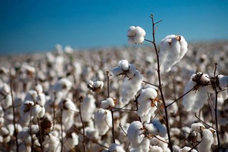 Mato Grosso colhe produ��o recorde de algod�o e prepara expans�o