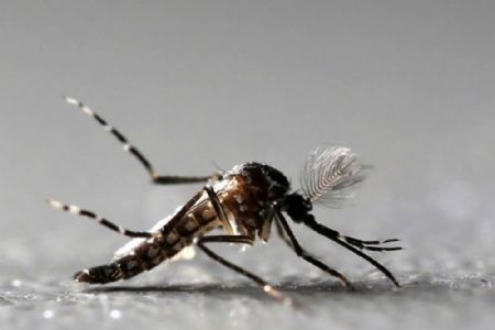 Cuiab� � a capital com maior risco de surto de dengue, chikungunya e zika, diz Minist�rio da Sa�de