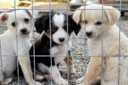 Feira de ado��o acontece neste s�bado e tem 45 cachorros e gatos