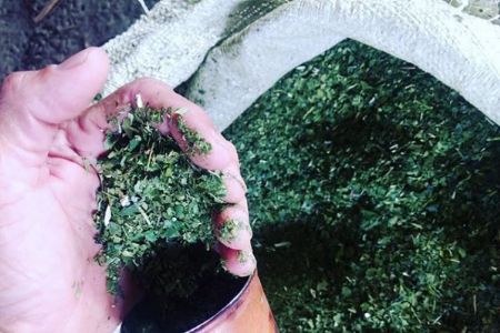 Terer�: v�rios sabores de ervas dispon�veis no Shopping Popular