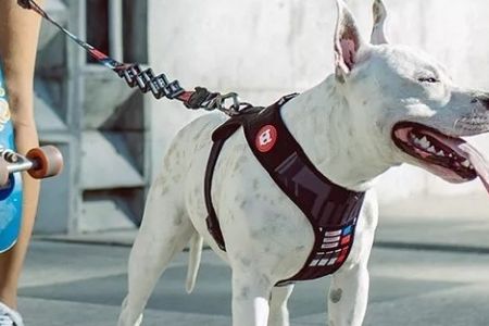 Eles fazem guia de Darth Vader para c�es, t�m lojas nos EUA e 22 franquias